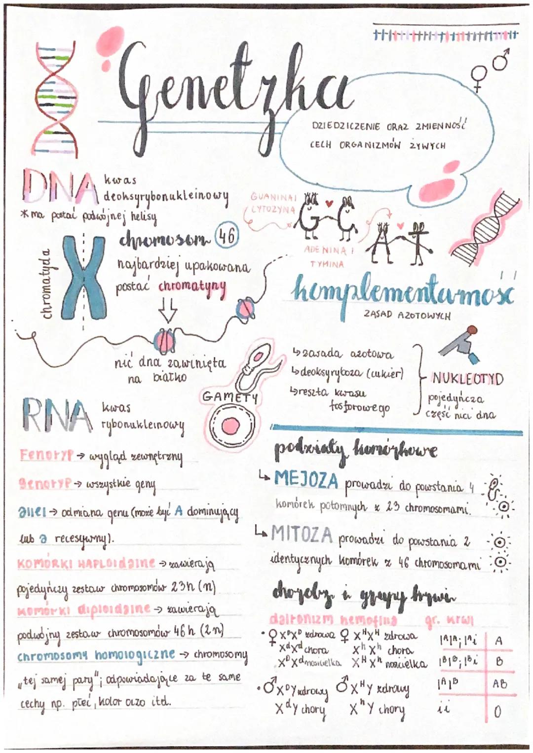 # Genetyha

DAT

DNA deonsyrybonukleinowy
*ma postać podwójnej helisy

chromosom 46
najbardziej upakowana
postać chromatyny

nic dna zawinię