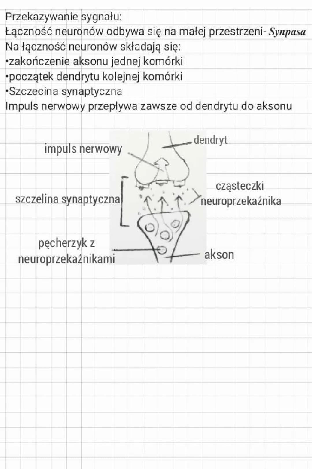 Budowa i rola układu nerwowego 