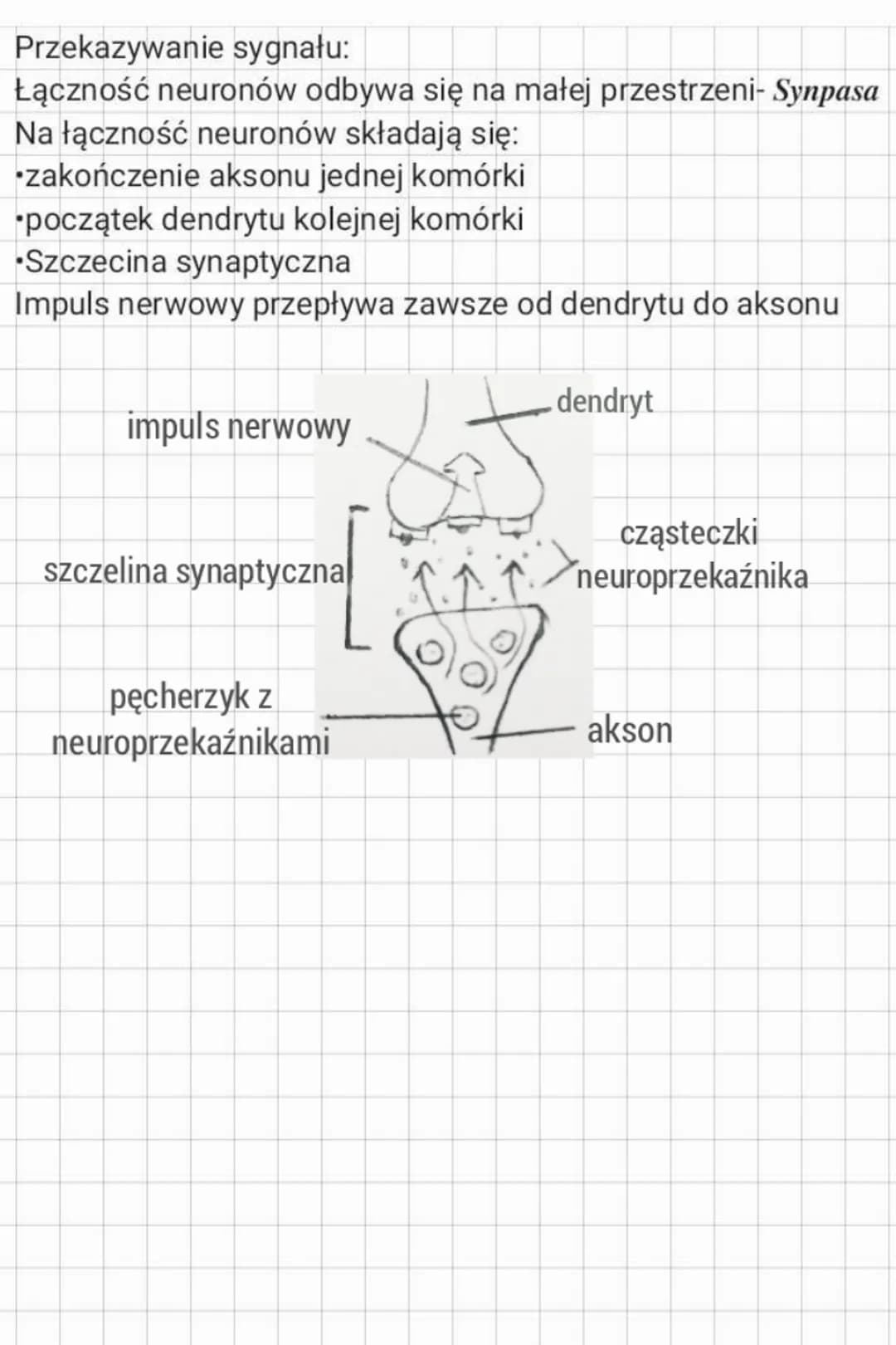 Budowa ukladu nerwowego
Uklad nerwowy odpowiada za:
odbieranie i analizowanie bodźców
wywoływanie reakcji
kontrolowanie i koordynowanie prac