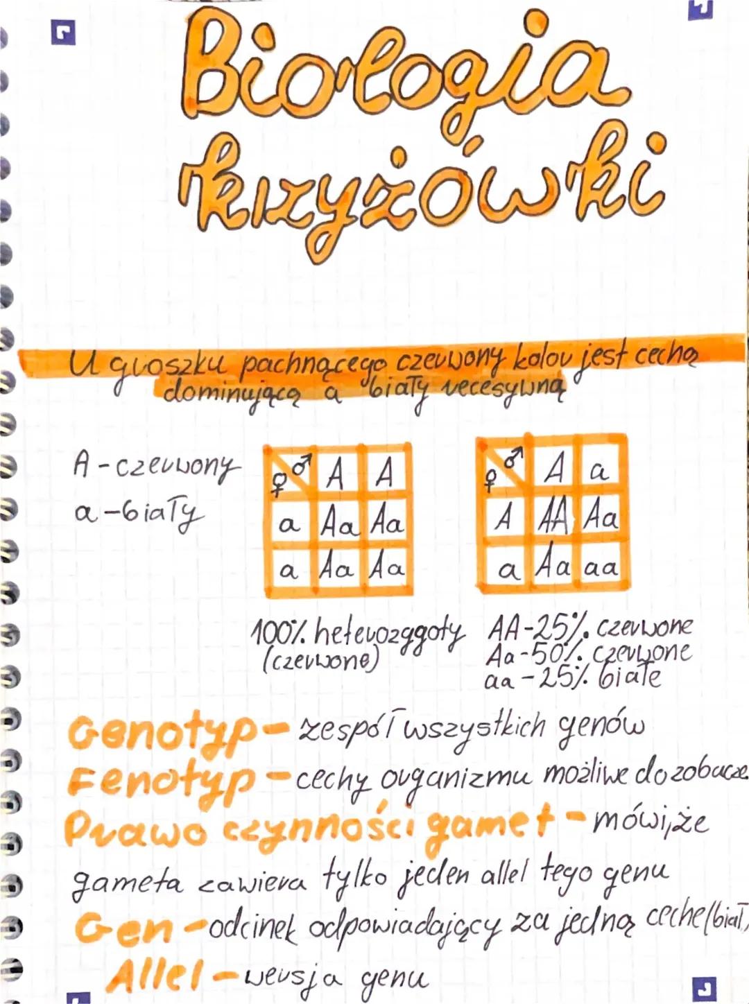 Co to są fenotyp i genotyp? - Proste wyjaśnienia dla dzieci