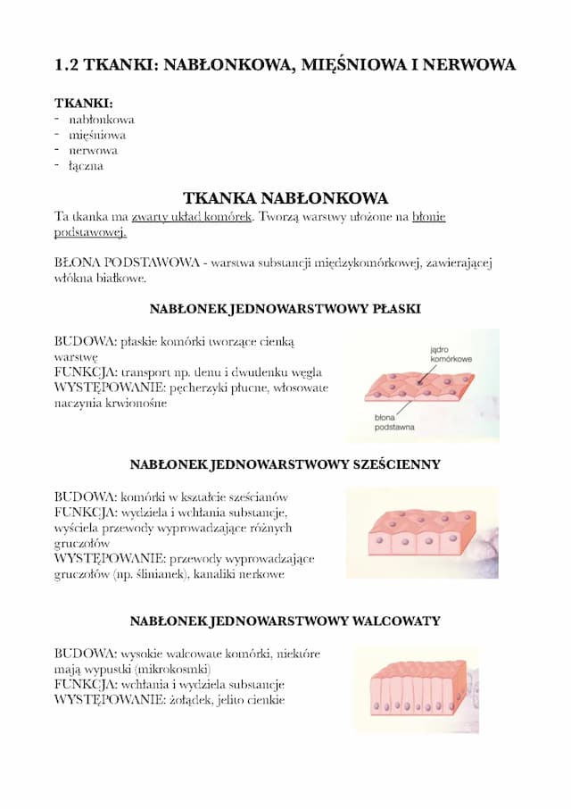 Know Tkanki: nabłonkowa, mięśniowa, nerowowa thumbnail