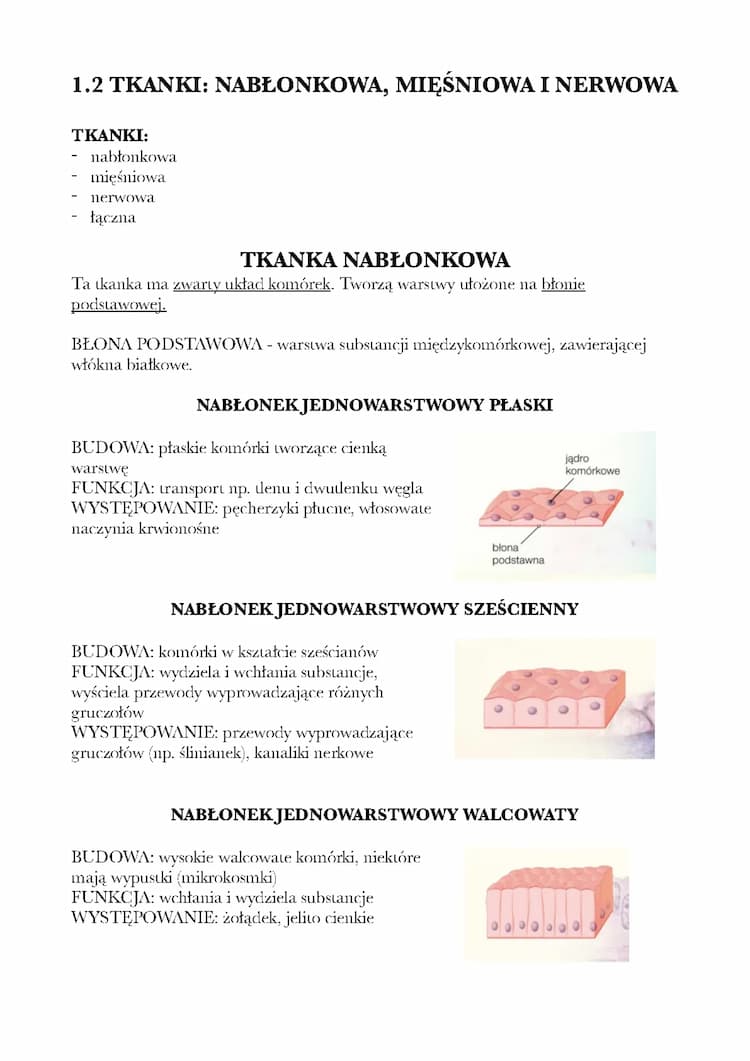 Know Tkanki: nabłonkowa, mięśniowa, nerowowa thumbnail