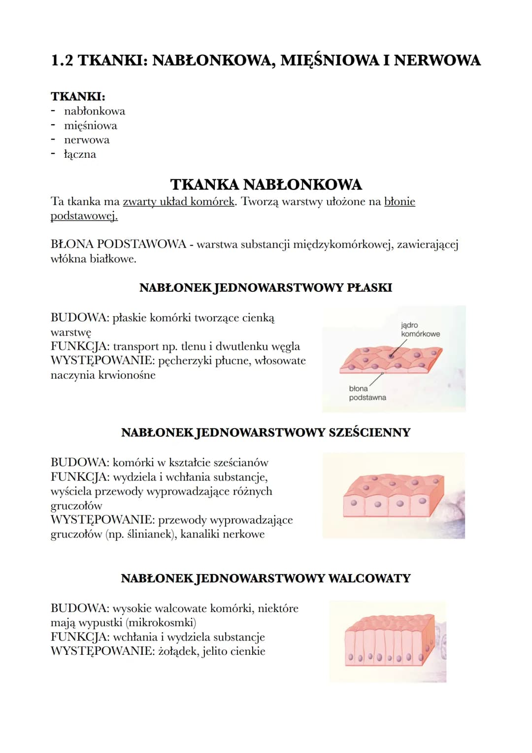1.2 TKANKI: NABŁONKOWA, MIĘŚNIOWA I NERWOWA
TKANKI:
-
nabłonkowa
mięśniowa
nerwowa
łączna
TKANKA NABŁONKOWA
Ta tkanka ma zwarty układ komóre