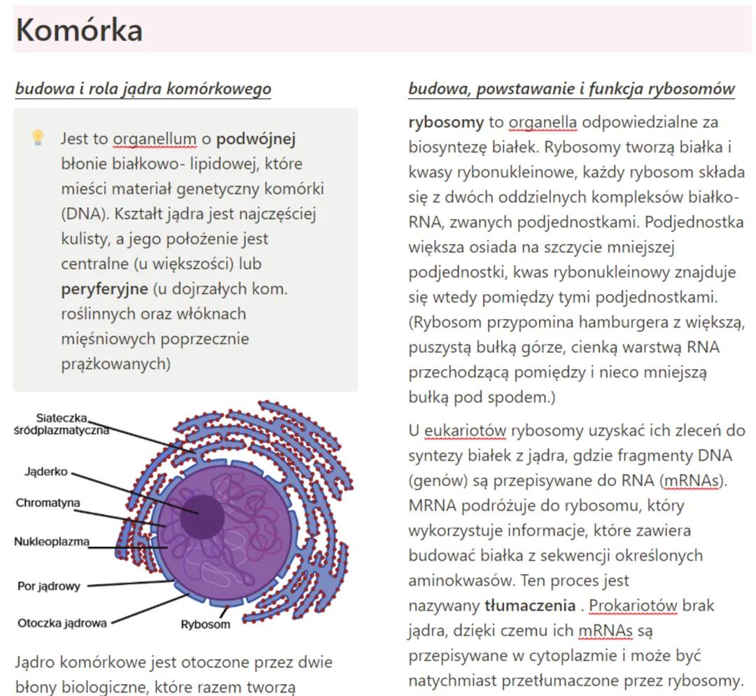 Komórka- jądro komórkowe i rybosomy
