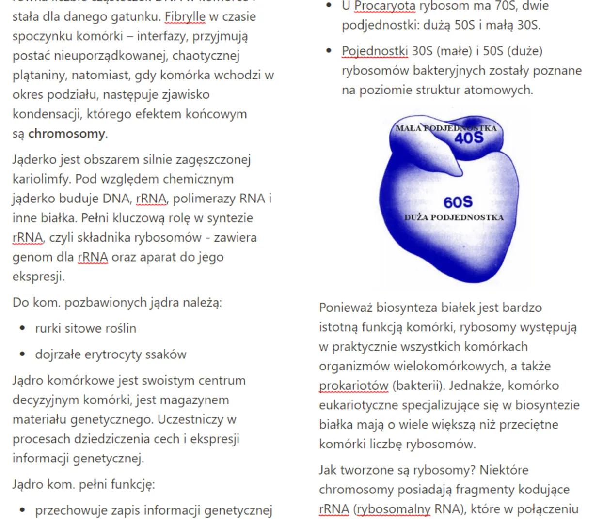 # Komórka

budowa i rola jądra komórkowego

Jest to organellum o podwójnej
błonie białkowo- lipidowej, które
mieści materiał genetyczny komó
