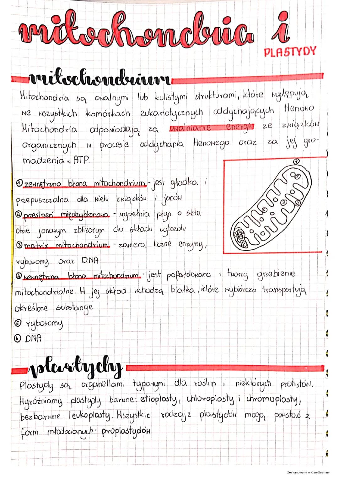 Mitochondria i plastydy: kluczowe elementy komórek