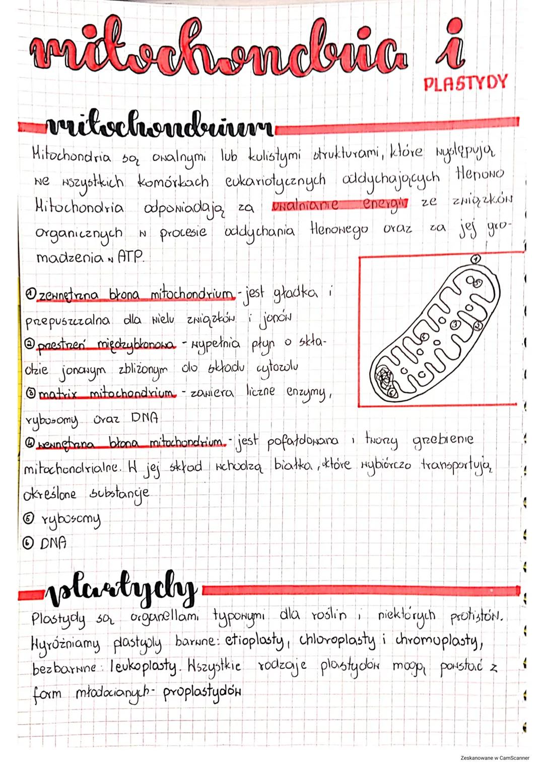 mitochondria i
PLASTYDY
vritochondruiwer
Mitochondria są owalnymi lub kulistymi strukturami, które występują
we wszystkich komórkach eukario