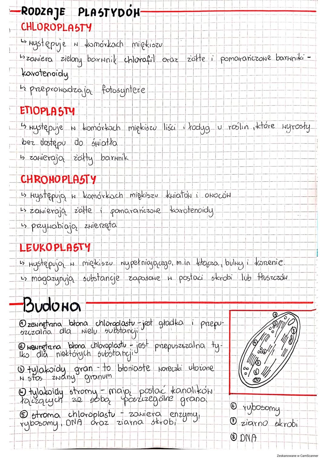 mitochondria i
PLASTYDY
vritochondruiwer
Mitochondria są owalnymi lub kulistymi strukturami, które występują
we wszystkich komórkach eukario