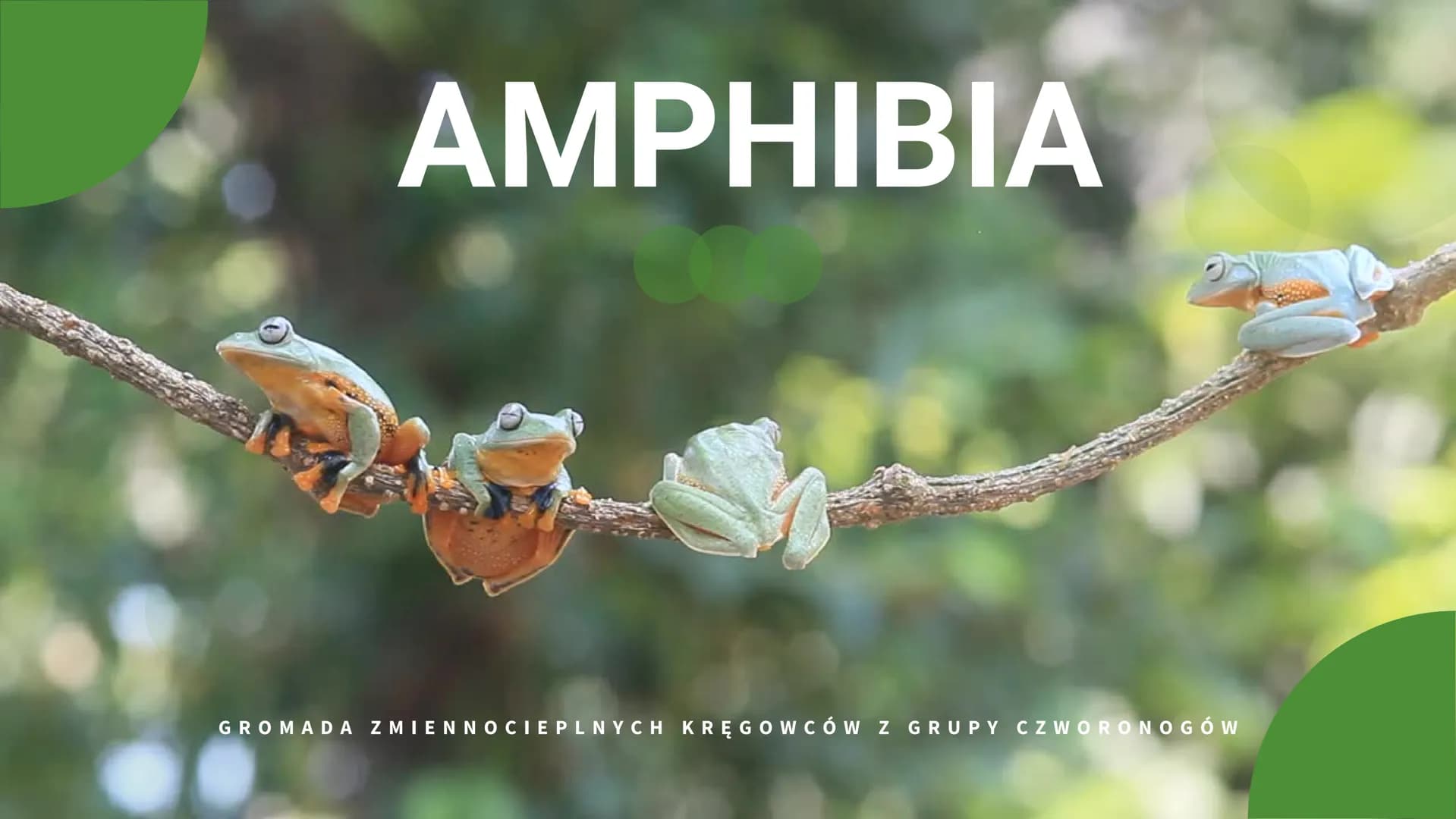 AMPHIBIA
GROMADA ZMIENNOCIEPLNYCH KRĘGOWCÓW Z GRUPY CZWORONOGÓW POCHODZENIE PŁAZÓW
Pierwsze płazy pojawiły się w dewonie,
ewoluując z ryb mi