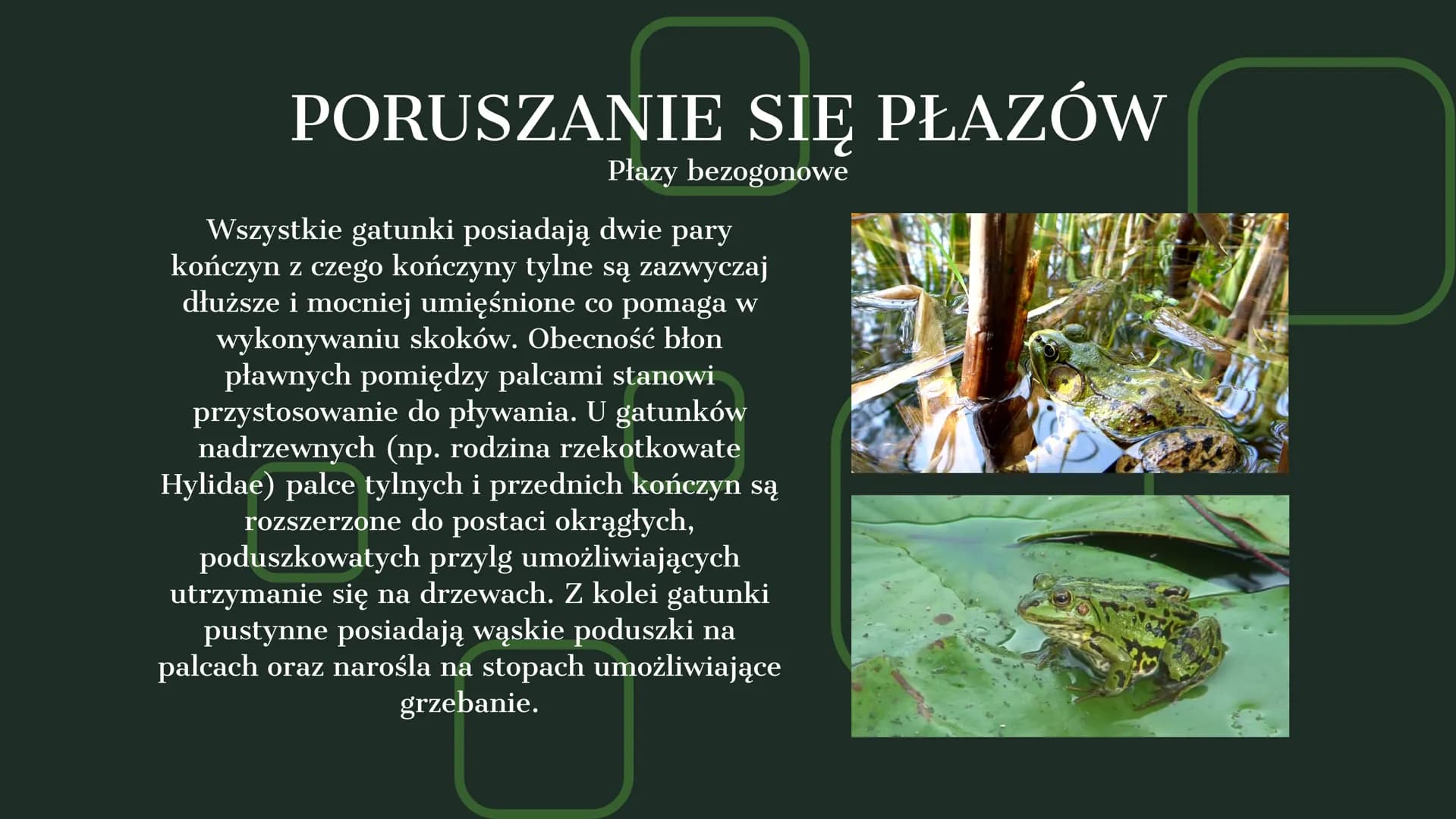 AMPHIBIA
GROMADA ZMIENNOCIEPLNYCH KRĘGOWCÓW Z GRUPY CZWORONOGÓW POCHODZENIE PŁAZÓW
Pierwsze płazy pojawiły się w dewonie,
ewoluując z ryb mi