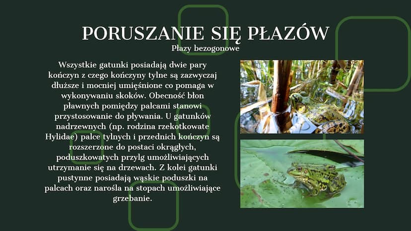 AMPHIBIA
GROMADA ZMIENNOCIEPLNYCH KRĘGOWCÓW Z GRUPY CZWORONOGÓW POCHODZENIE PŁAZÓW
Pierwsze płazy pojawiły się w dewonie,
ewoluując z ryb mi