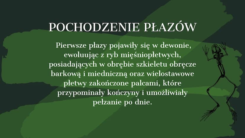 AMPHIBIA
GROMADA ZMIENNOCIEPLNYCH KRĘGOWCÓW Z GRUPY CZWORONOGÓW POCHODZENIE PŁAZÓW
Pierwsze płazy pojawiły się w dewonie,
ewoluując z ryb mi