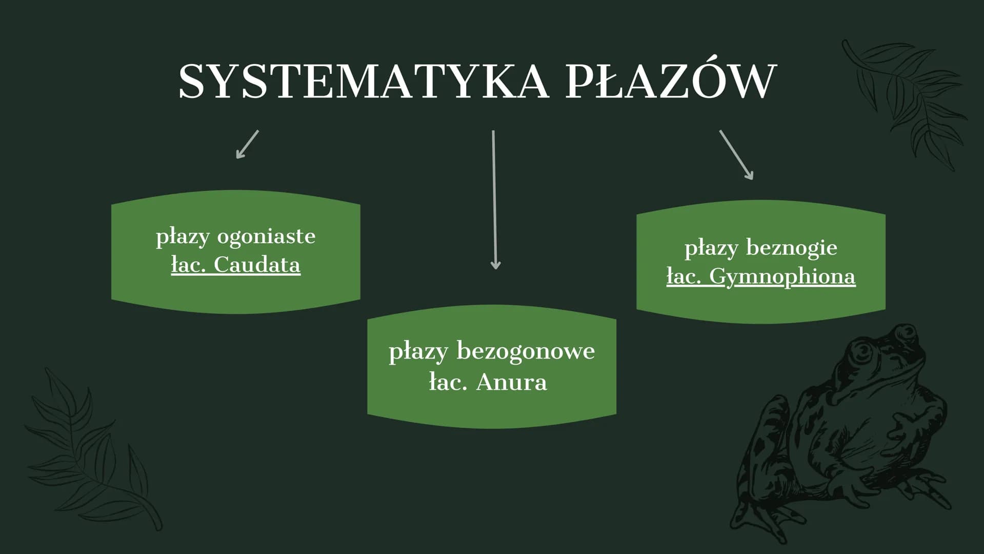 AMPHIBIA
GROMADA ZMIENNOCIEPLNYCH KRĘGOWCÓW Z GRUPY CZWORONOGÓW POCHODZENIE PŁAZÓW
Pierwsze płazy pojawiły się w dewonie,
ewoluując z ryb mi