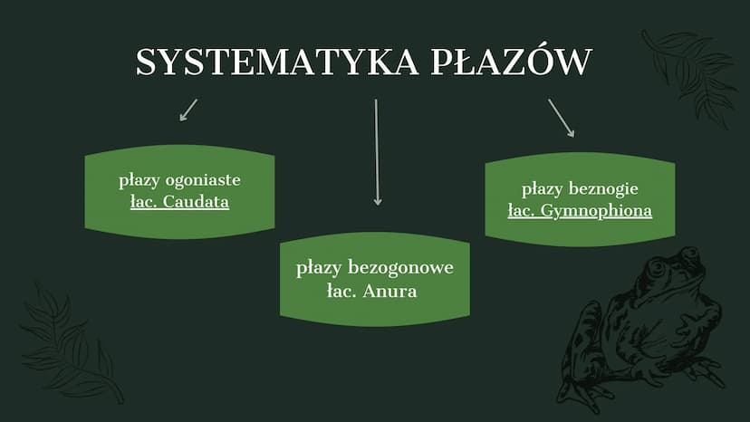 AMPHIBIA
GROMADA ZMIENNOCIEPLNYCH KRĘGOWCÓW Z GRUPY CZWORONOGÓW POCHODZENIE PŁAZÓW
Pierwsze płazy pojawiły się w dewonie,
ewoluując z ryb mi