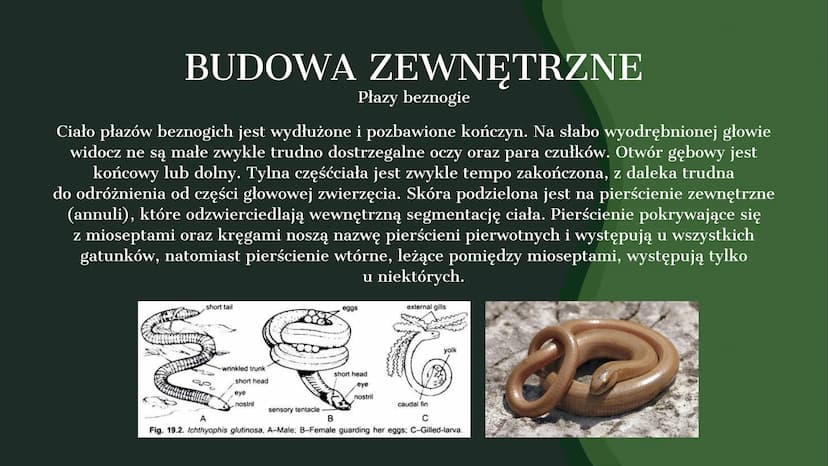 AMPHIBIA
GROMADA ZMIENNOCIEPLNYCH KRĘGOWCÓW Z GRUPY CZWORONOGÓW POCHODZENIE PŁAZÓW
Pierwsze płazy pojawiły się w dewonie,
ewoluując z ryb mi