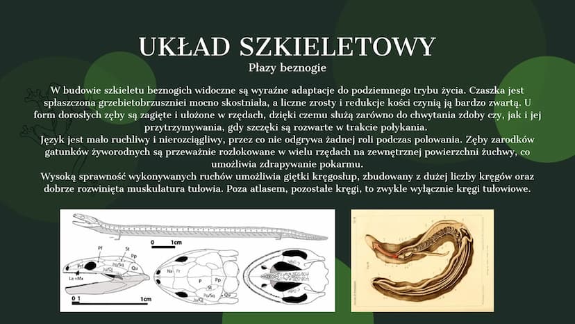 AMPHIBIA
GROMADA ZMIENNOCIEPLNYCH KRĘGOWCÓW Z GRUPY CZWORONOGÓW POCHODZENIE PŁAZÓW
Pierwsze płazy pojawiły się w dewonie,
ewoluując z ryb mi
