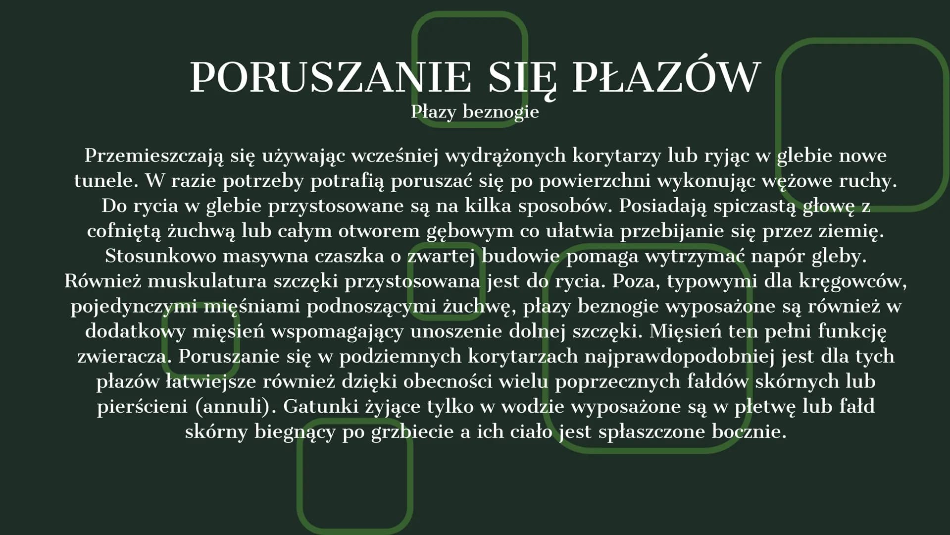 AMPHIBIA
GROMADA ZMIENNOCIEPLNYCH KRĘGOWCÓW Z GRUPY CZWORONOGÓW POCHODZENIE PŁAZÓW
Pierwsze płazy pojawiły się w dewonie,
ewoluując z ryb mi