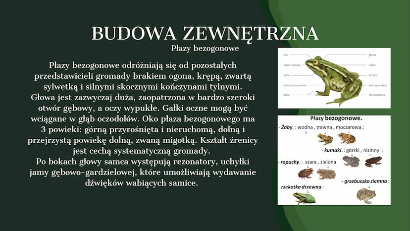 AMPHIBIA
GROMADA ZMIENNOCIEPLNYCH KRĘGOWCÓW Z GRUPY CZWORONOGÓW POCHODZENIE PŁAZÓW
Pierwsze płazy pojawiły się w dewonie,
ewoluując z ryb mi