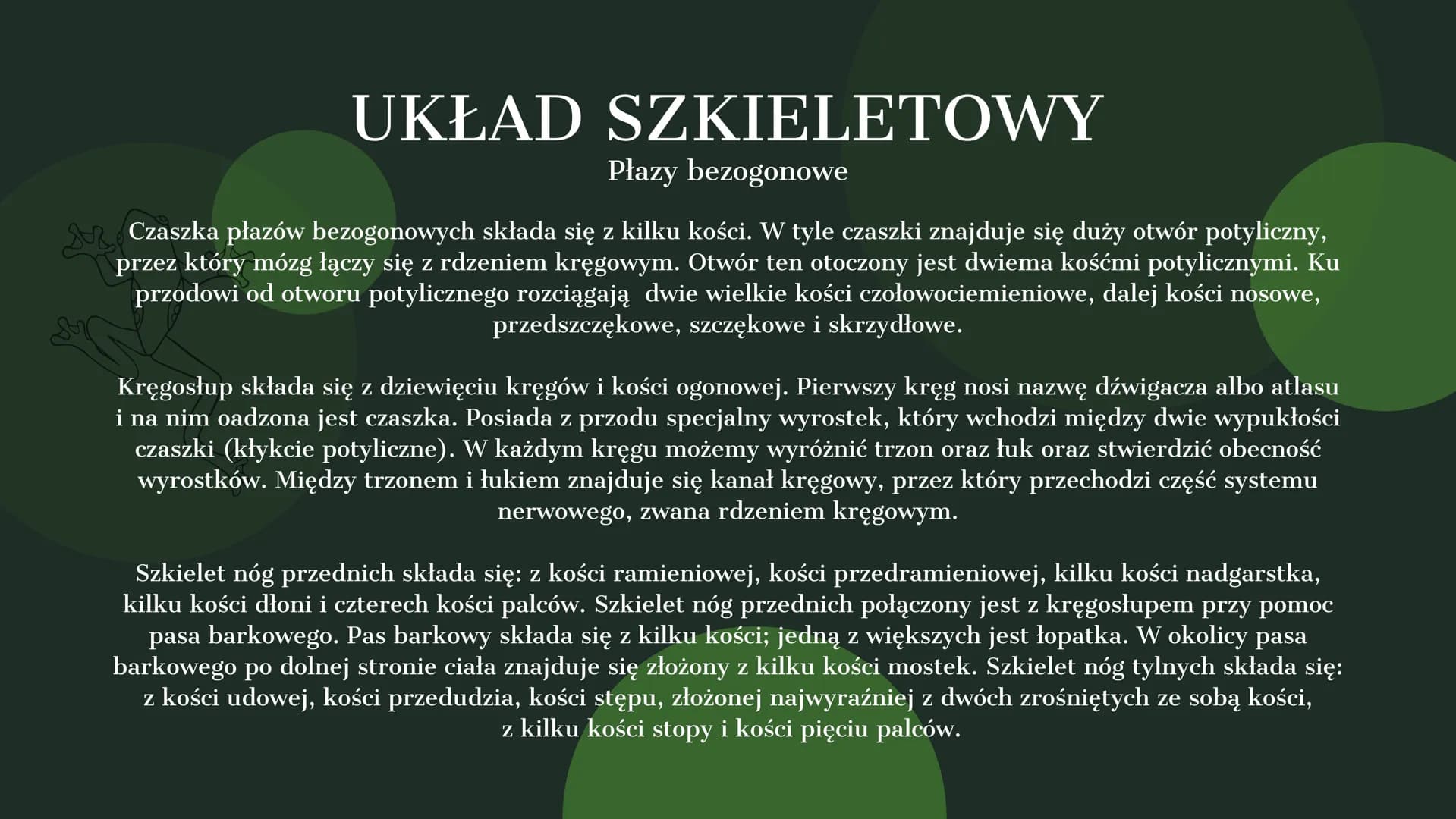 AMPHIBIA
GROMADA ZMIENNOCIEPLNYCH KRĘGOWCÓW Z GRUPY CZWORONOGÓW POCHODZENIE PŁAZÓW
Pierwsze płazy pojawiły się w dewonie,
ewoluując z ryb mi