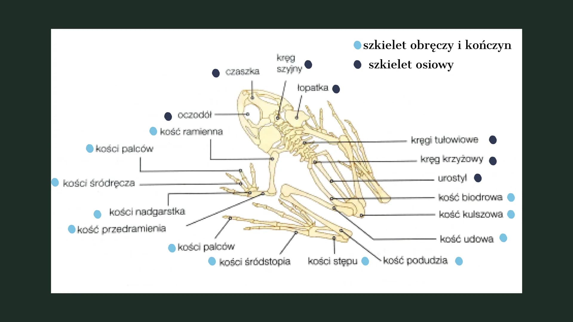 AMPHIBIA
GROMADA ZMIENNOCIEPLNYCH KRĘGOWCÓW Z GRUPY CZWORONOGÓW POCHODZENIE PŁAZÓW
Pierwsze płazy pojawiły się w dewonie,
ewoluując z ryb mi