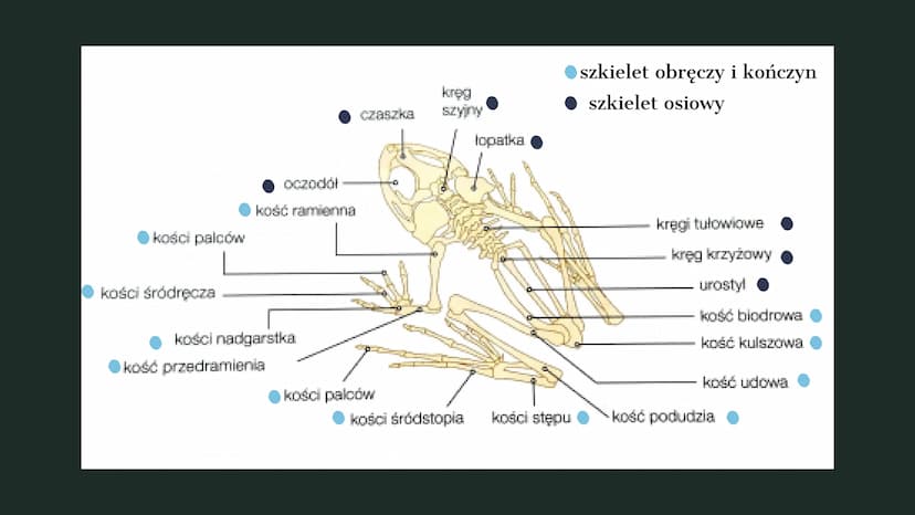 AMPHIBIA
GROMADA ZMIENNOCIEPLNYCH KRĘGOWCÓW Z GRUPY CZWORONOGÓW POCHODZENIE PŁAZÓW
Pierwsze płazy pojawiły się w dewonie,
ewoluując z ryb mi