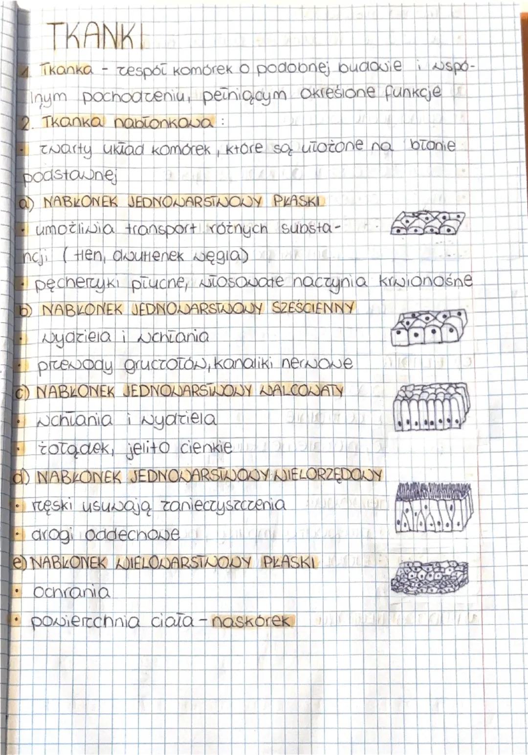 TKANKI
1. Tkanka - zespół komórek o podobnej budowie i wspólnym pochodzeniu, pełniącym określone funkcje
2. Tkanka nabłonkowa:
zwarty układ 