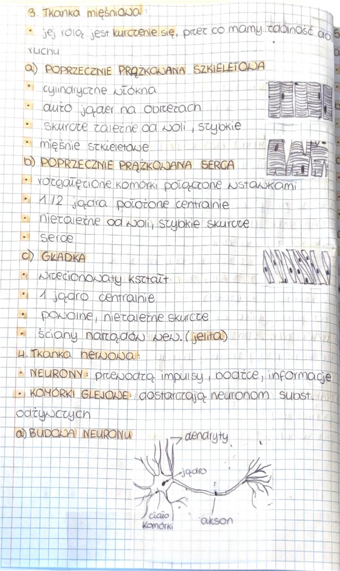 TKANKI
1. Tkanka - zespół komórek o podobnej budowie i wspólnym pochodzeniu, pełniącym określone funkcje
2. Tkanka nabłonkowa:
zwarty układ 