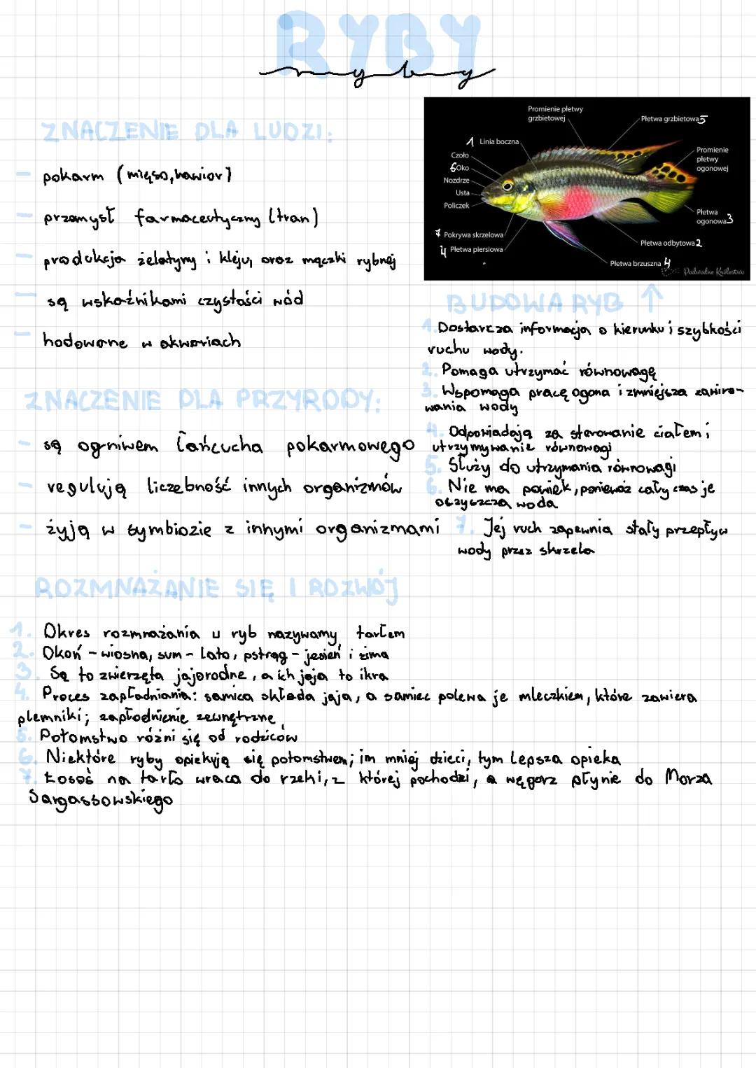 Ryby: Notatka Graficzna Klasa 6 i Biologia Rozszerzona