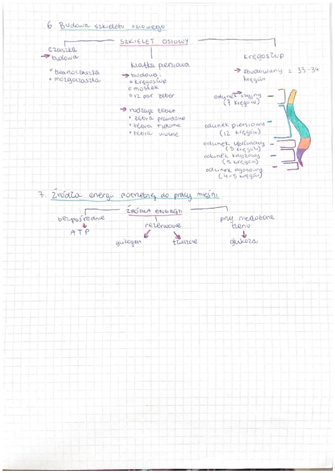 1. Budowa uklady ruchu
Szkielet
(część bierna)
2. Funkge szkieleto
→chroni narządy wewnętrzne
jest rusztowaniem ala caza
nadaje ciazu kształ