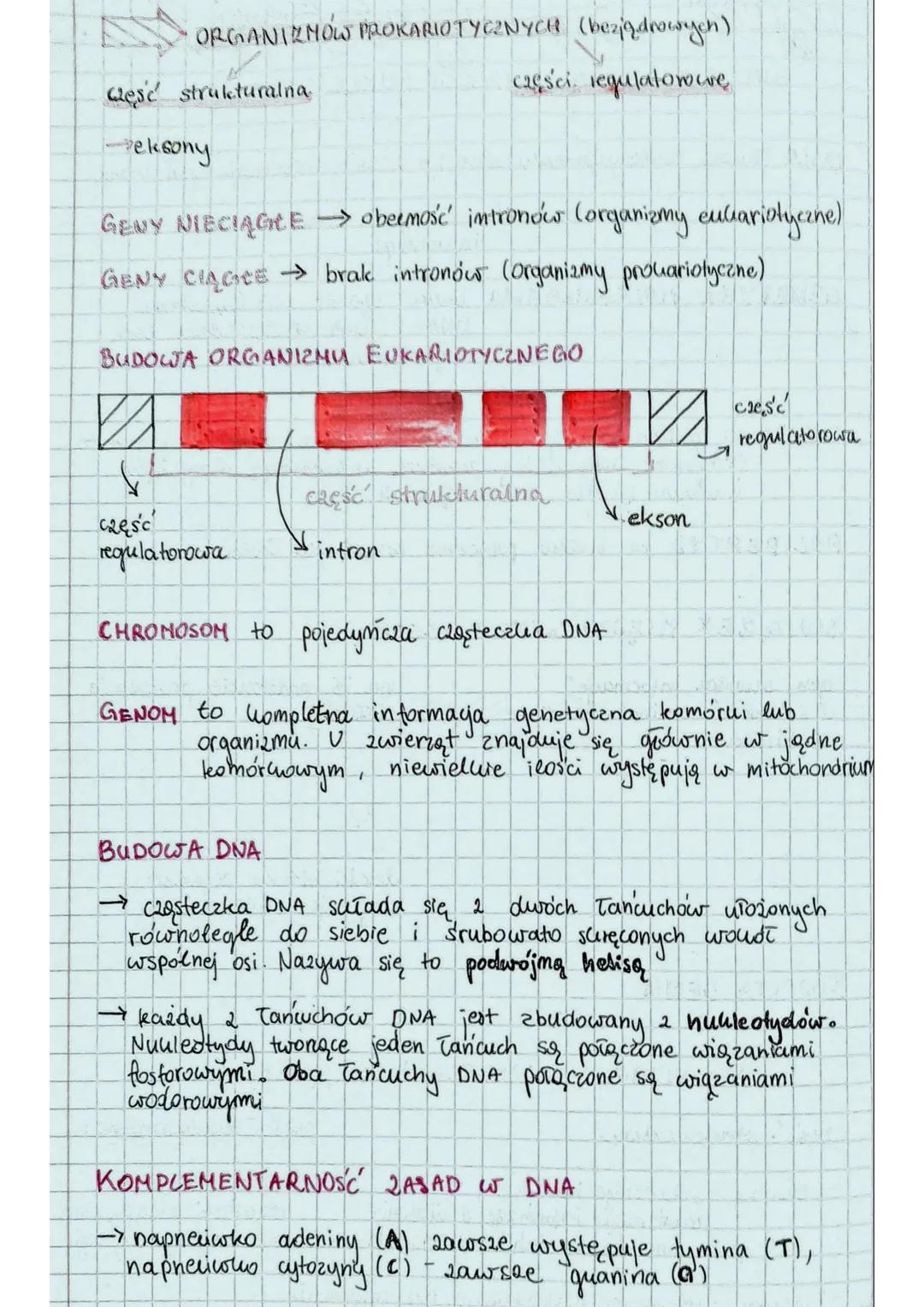 Geny i genomy: Budowa, funkcje i rola kwasów nukleinowych