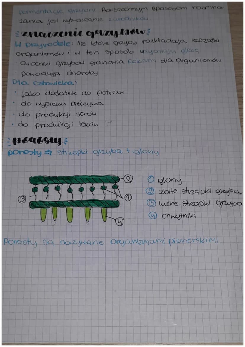 datologia
cectly grzyków?
=) Grzyby maja, więcej niż 1 jadro komórkowe. So, oto-
czone ściano, komórkowa, zbudowana, z cukry - Chity-
ny. Ws
