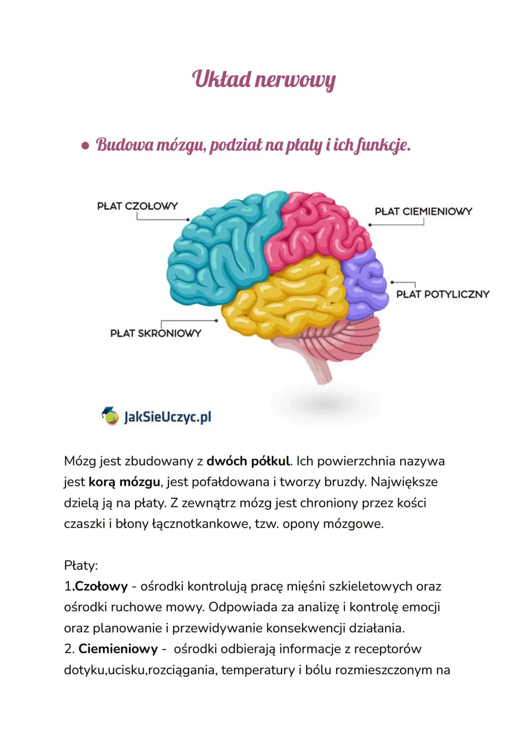 # Układ nerwowy

*   Budowa mózgu, podział na płaty i ich funkcje.

PŁAT CZOŁOWY

PŁAT CIEMIENIOWY

PŁAT POTYLICZNY

PŁAT SKRONIOWY

JakSieU