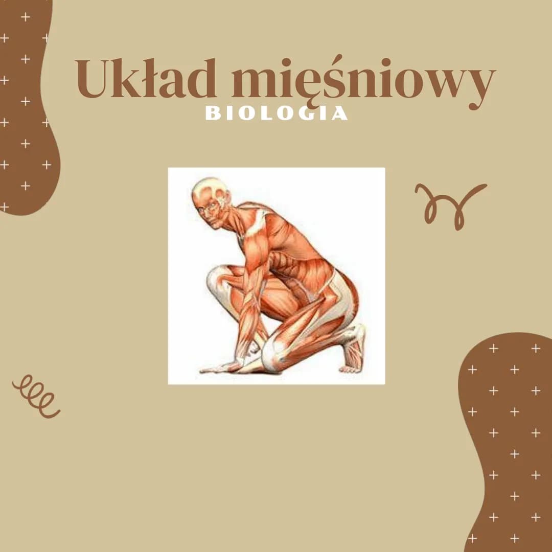 +
+
+
+
+
+
ell
Układ mięśniowy
BIOLOGIA
n
+
4
+
+
+
+
+
+ +
+
+
+
+
+
ELEMENTY BUDUJĄCE
UKŁAD NARZĄDOW
1. mięśnie
szkieletowe
2. ścięgna
3.