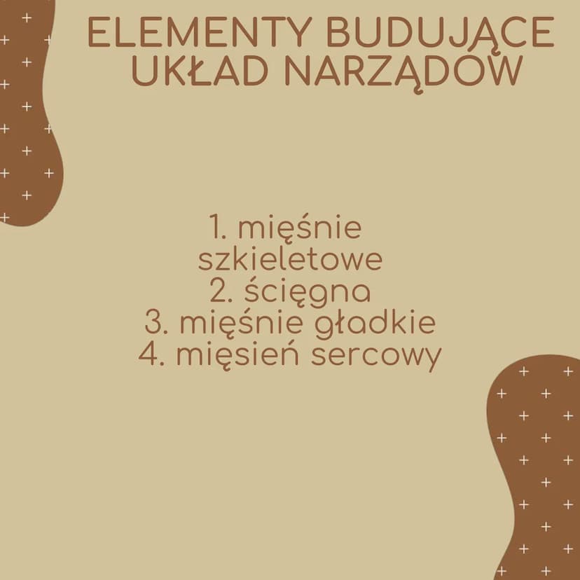 +
+
+
+
+
+
ell
Układ mięśniowy
BIOLOGIA
n
+
4
+
+
+
+
+
+ +
+
+
+
+
+
ELEMENTY BUDUJĄCE
UKŁAD NARZĄDOW
1. mięśnie
szkieletowe
2. ścięgna
3.