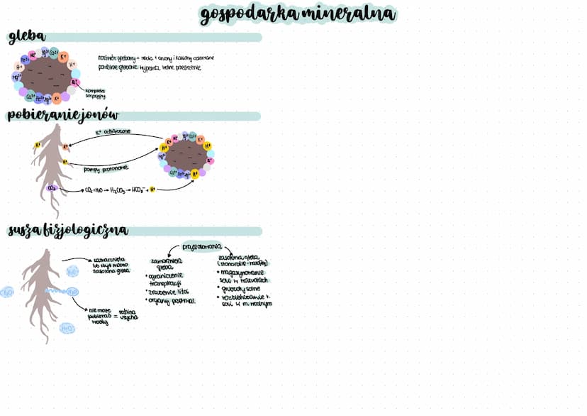gleba
Fe2+
H+
Mg²4
Nat 1924 (224
CH₂O
H+
CO₂
Ca²+ Fe²+²+ K+
pobieranie jonów
roztwór glebony = nocha & aniony i kationy octerrane
pomiletræe