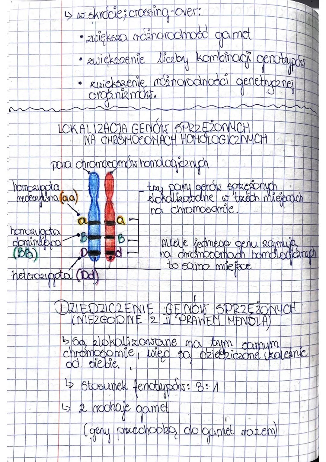 1) Chromosomowa teoria dziedziczenia.

• geny znajdują się ma chromosomach,
sa utożone liniowo i zajmuje
okreslone miejsce ma chromosomach,
