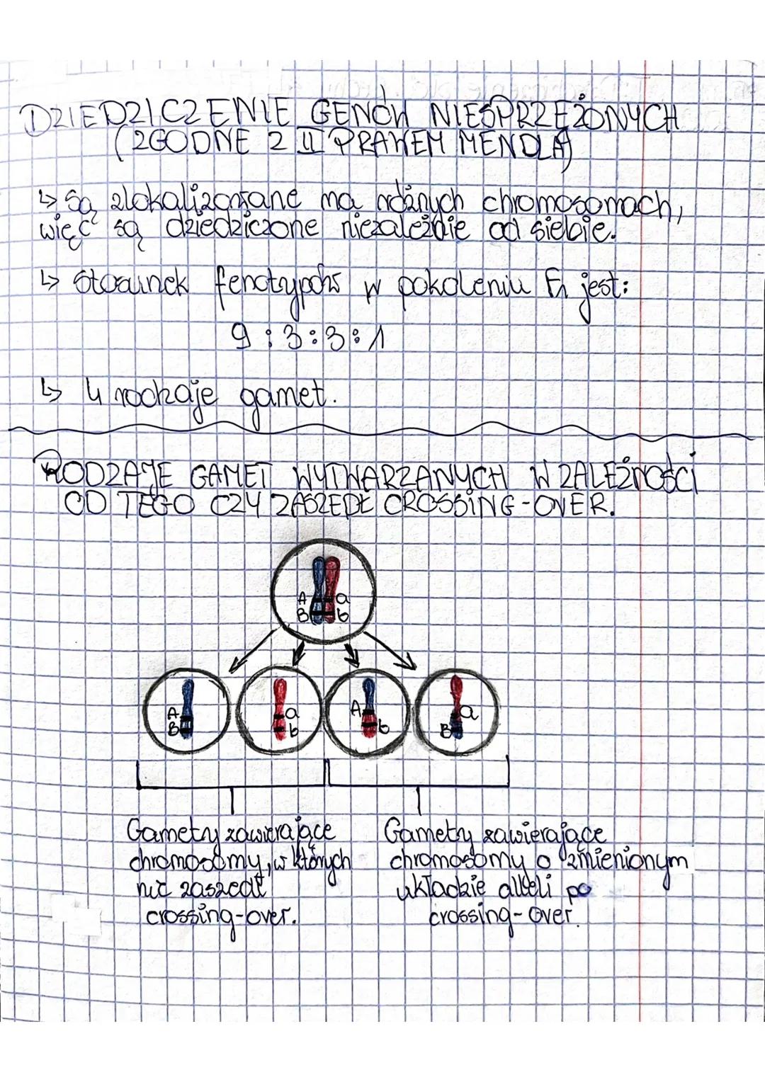 1) Chromosomowa teoria dziedziczenia.

• geny znajdują się ma chromosomach,
sa utożone liniowo i zajmuje
okreslone miejsce ma chromosomach,
