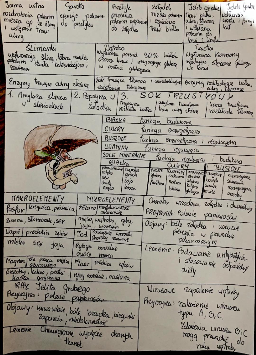 Jama ustra
Gavotto
Przełyk
rozdrabnia polarm kieruje pokarm presuwa
miesza go ze śling do pretylen do żołądka
pobarm mięsnami
I ustępnie tra