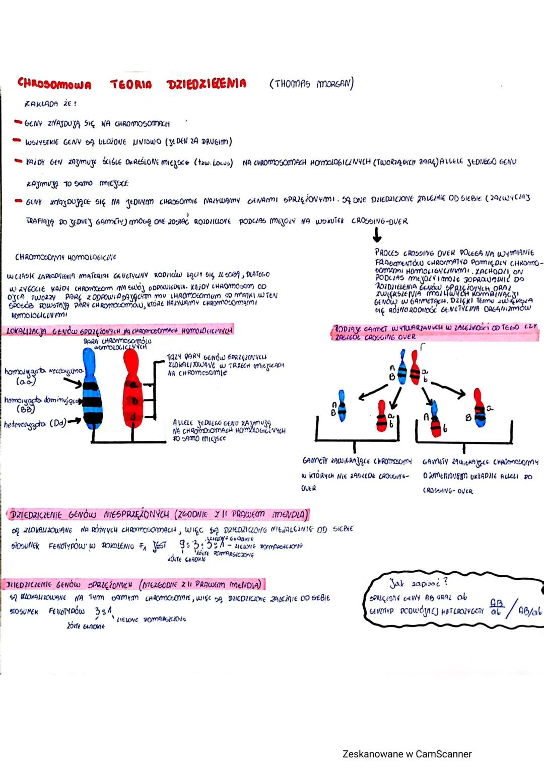 CHROSOMOWA
TEORIA DZIEDZICZEMA
ZAKLADA ŻE:
GENY ZNAJDUJĄ SIĘ NA CHROMOSOMACH
WSZYSTKIE GENY SĄ UŁOŻONE LINIOWO (JEDEN ZA DRUGIM)
•YAŻDY GEN 