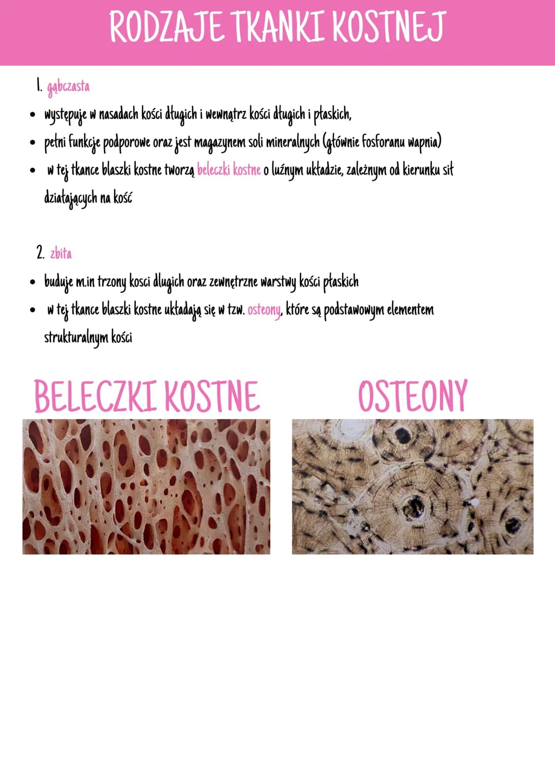 --- OCR Start ---
CECHY TRANKI ŁĄCZNEJ
• Wszystkie rodzaje tkanki łącznej powstają z mezenchymy, czyli tkanki łącznej zarodkowej. Jest ona z