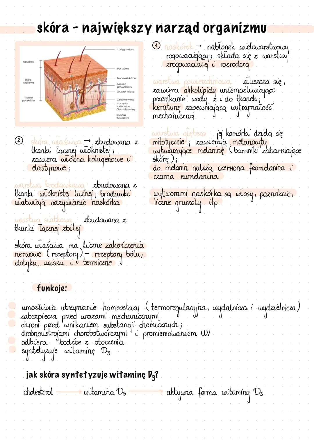 skóra - anatomia człowieka 