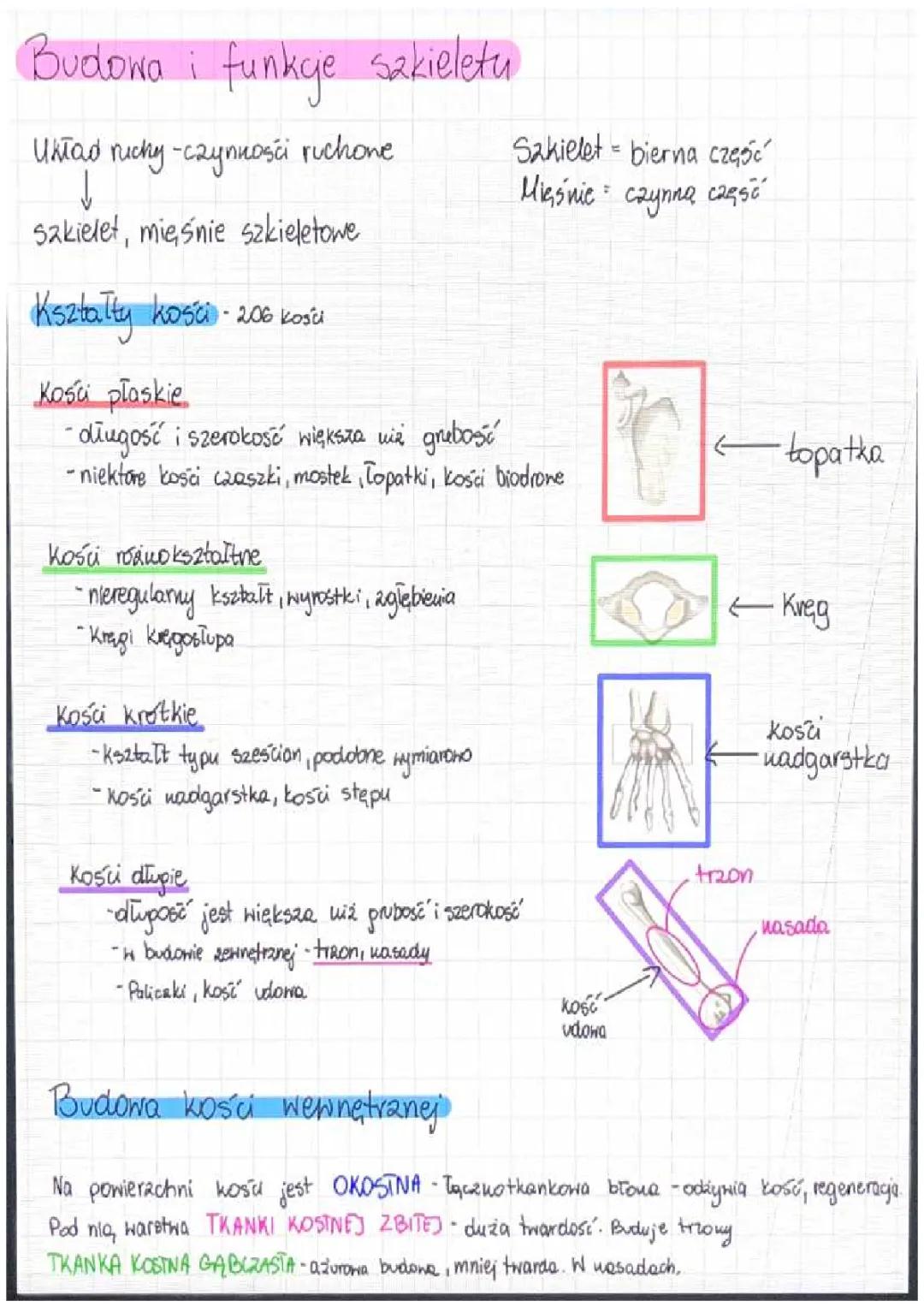 Budowa i funkcje szkieletu - Podstawy biologii licealnej