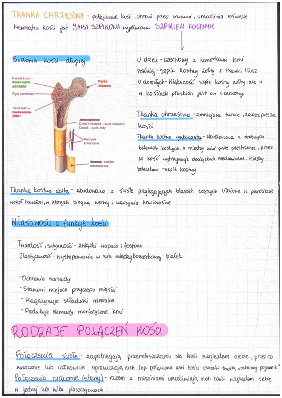 Budowa i funkcje
funkcje szkieletu
Układ ruchy - czynności ruchone
↓
sakielet, mięśnie szkieletowe
Kształty kości.
kości - 206 kości
Kości p