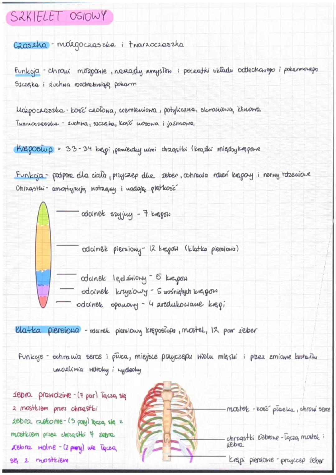 Budowa i funkcje
funkcje szkieletu
Układ ruchy - czynności ruchone
↓
sakielet, mięśnie szkieletowe
Kształty kości.
kości - 206 kości
Kości p