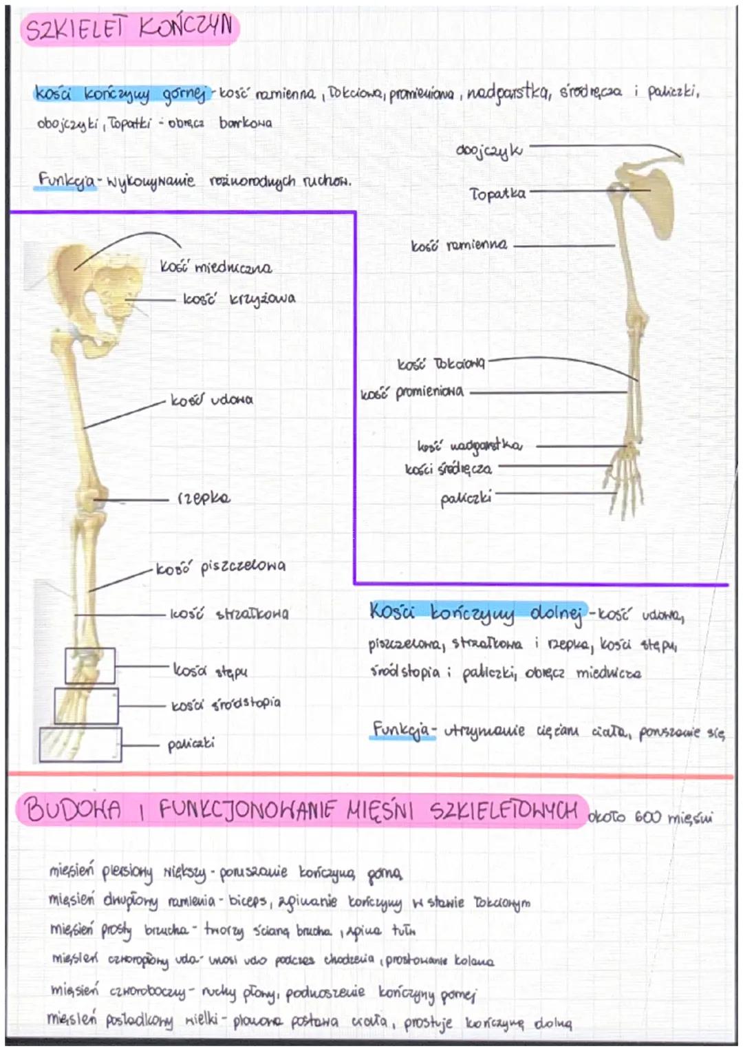 Budowa i funkcje
funkcje szkieletu
Układ ruchy - czynności ruchone
↓
sakielet, mięśnie szkieletowe
Kształty kości.
kości - 206 kości
Kości p