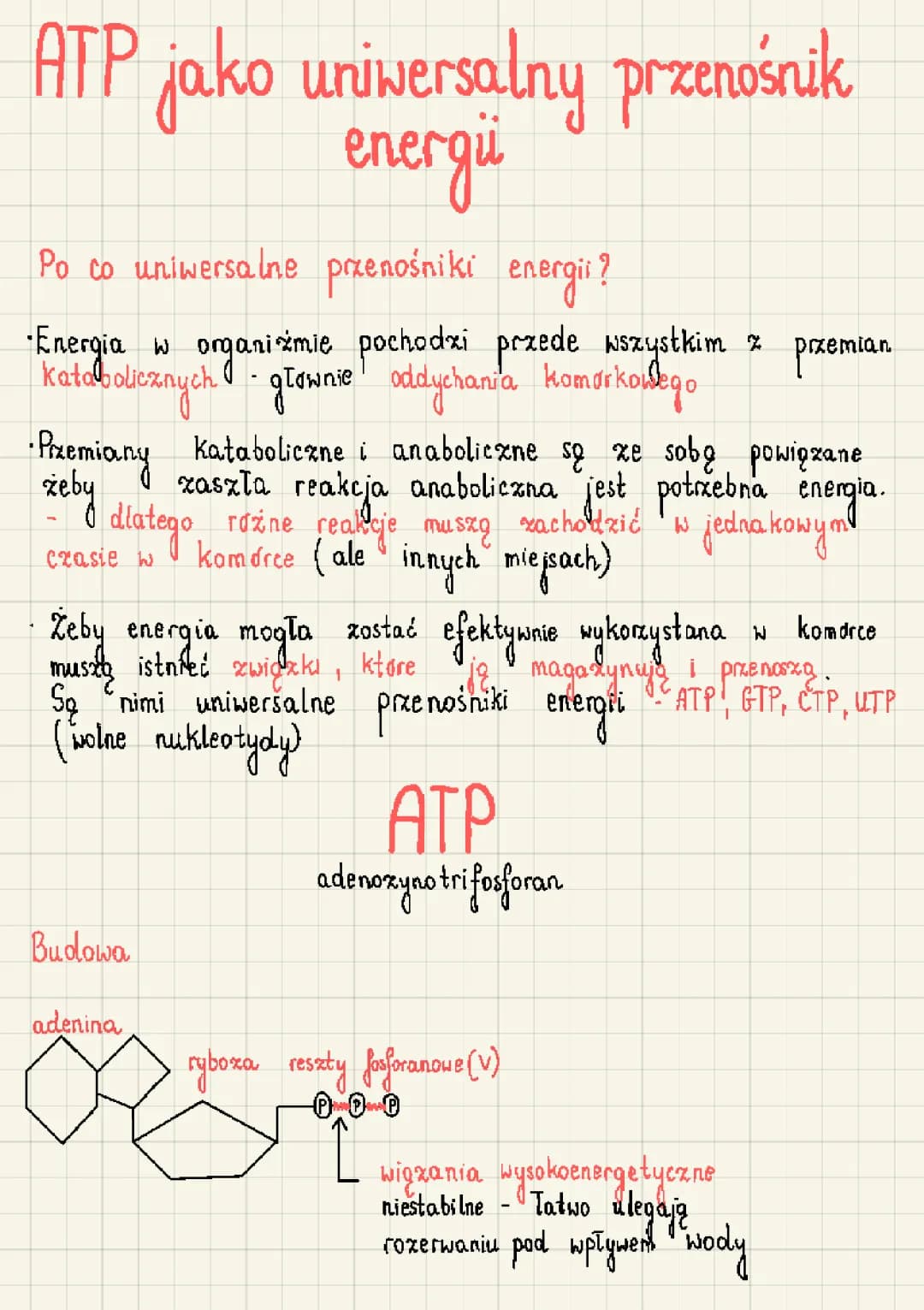 ATP: Rola, Budowa i Przemiany w Procesach Metabolicznych