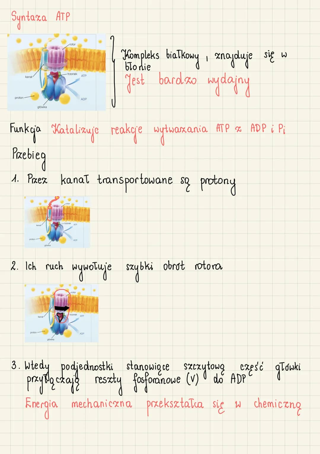 ATP jako uniwersalny przenośnik
energi
Po co uniwersalne przenośniki energii?
• Energia w organizmie pochodzi przede wszystkim x przemian
Ka