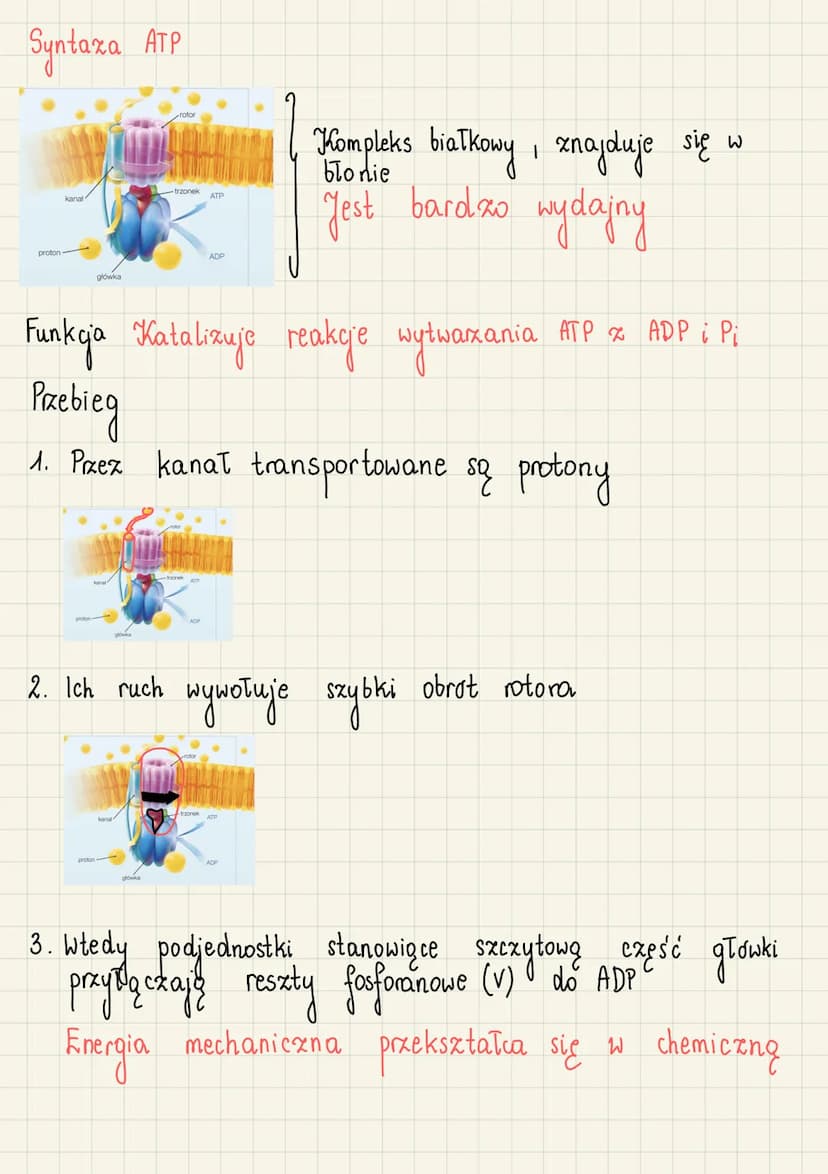 ATP jako uniwersalny przenośnik
energi
Po co uniwersalne przenośniki energii?
• Energia w organizmie pochodzi przede wszystkim x przemian
Ka