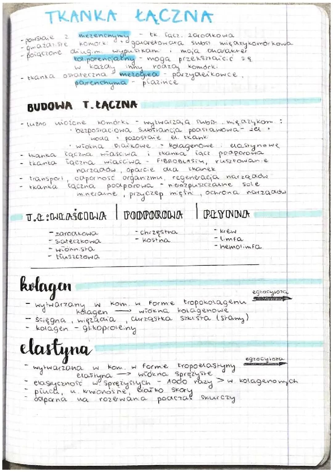 Tkanka łączna – rodzaje i funkcje u człowieka