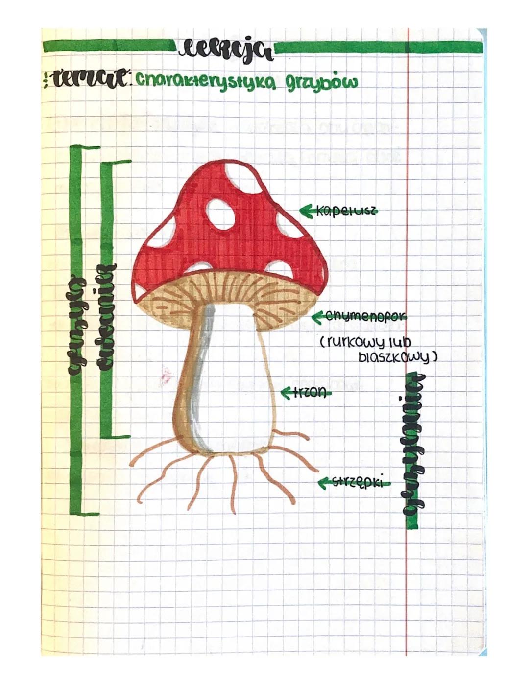 Biologia Grzyby i Porosty Klasa 5 - Testy i Kartkówki